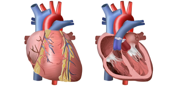 Anatomy Of Heart Quiz! #2 - ProProfs Quiz